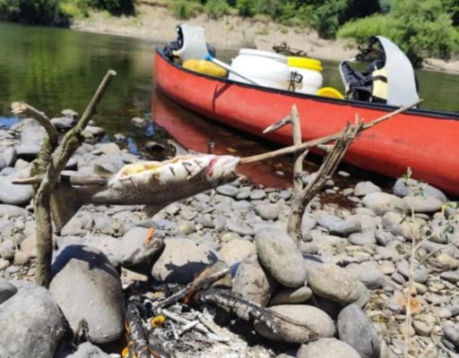 peche truite canoe excursion loisirs evasion Dordogne